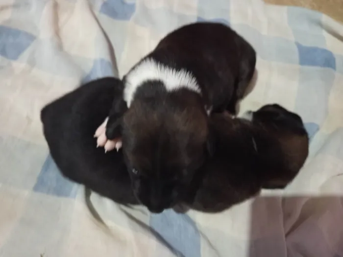 Cachorro ra a SRD-ViraLata idade Abaixo de 2 meses nome Geice