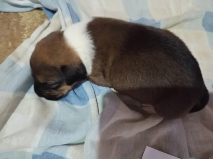 Cachorro ra a SRD-ViraLata idade Abaixo de 2 meses nome Geice