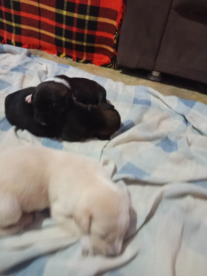 Cachorro ra a SRD-ViraLata idade Abaixo de 2 meses nome Geice