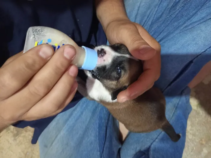 Cachorro ra a SRD-ViraLata idade Abaixo de 2 meses nome Geice