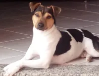 Cachorro ra a Fox Terrier idade 6 ou mais anos nome Bud