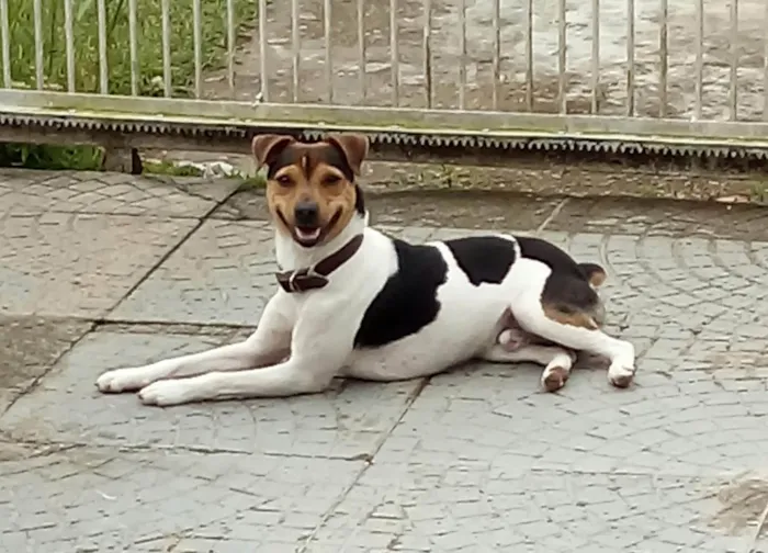 Cachorro raça Fox Terrier idade 6 ou mais anos nome Bud