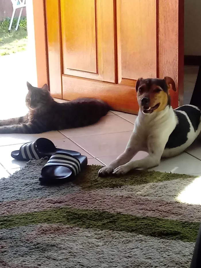 Cachorro ra a Fox Terrier idade 6 ou mais anos nome Bud