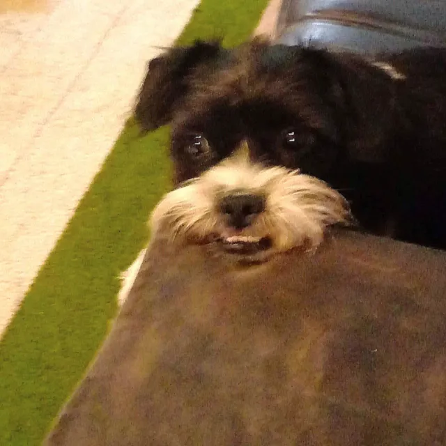 Cachorro ra a SRD-ViraLata idade 6 ou mais anos nome PIPOCA