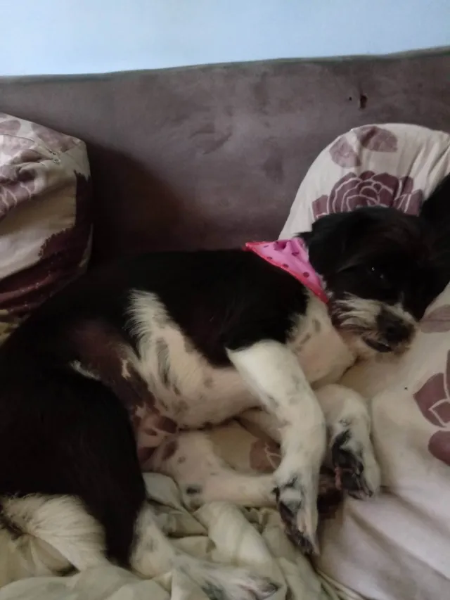 Cachorro ra a SRD-ViraLata idade 6 ou mais anos nome PIPOCA