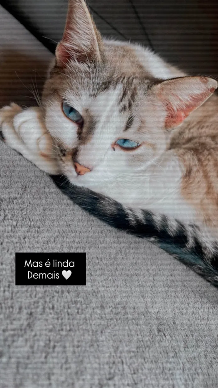 Gato ra a SRD-ViraLata idade 2 a 6 meses nome Lia