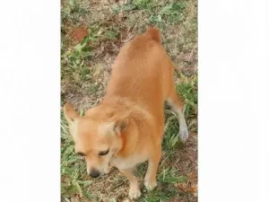 Cachorro raça Pinscher idade 6 ou mais anos nome Xuxinha 