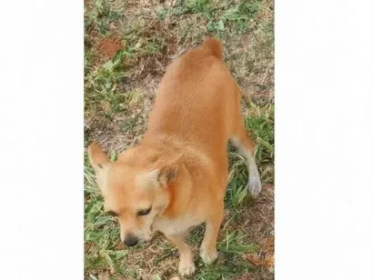 Cachorro raça Pinscher idade 6 ou mais anos nome Xuxinha 