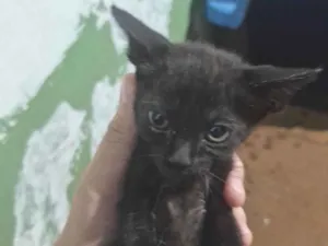 Gato raça SRD-ViraLata idade 2 a 6 meses nome Sem nome