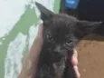 Gato ra a SRD-ViraLata idade 2 a 6 meses nome Sem nome