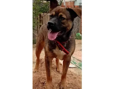 Cachorro raça SRD-ViraLata idade 1 ano nome Fumaça 