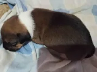 Cachorro ra a SRD-ViraLata idade Abaixo de 2 meses nome Geice