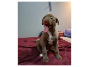Cachorro ra a SRD-ViraLata idade 2 a 6 meses nome Mateo 