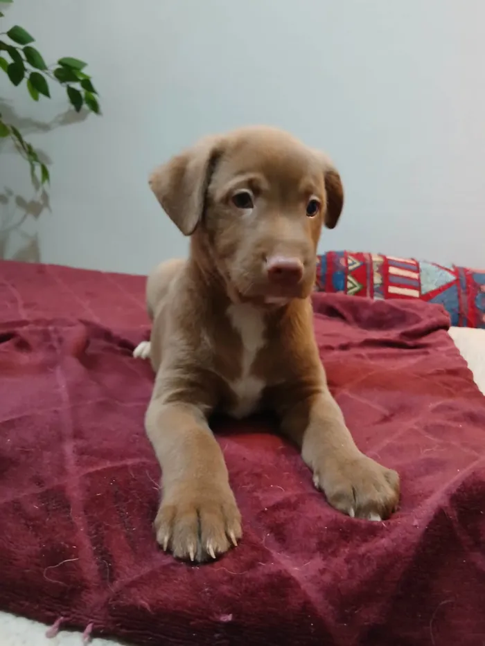 Cachorro ra a SRD-ViraLata idade 2 a 6 meses nome Mateo 