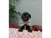 Cachorro raça SRD-ViraLata idade 2 a 6 meses nome Guido