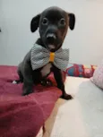 Cachorro ra a SRD-ViraLata idade 2 a 6 meses nome Guido