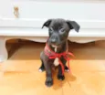 Cachorro ra a SRD-ViraLata idade 2 a 6 meses nome Guido