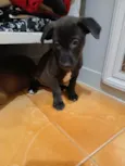 Cachorro ra a SRD-ViraLata idade 2 a 6 meses nome Guido