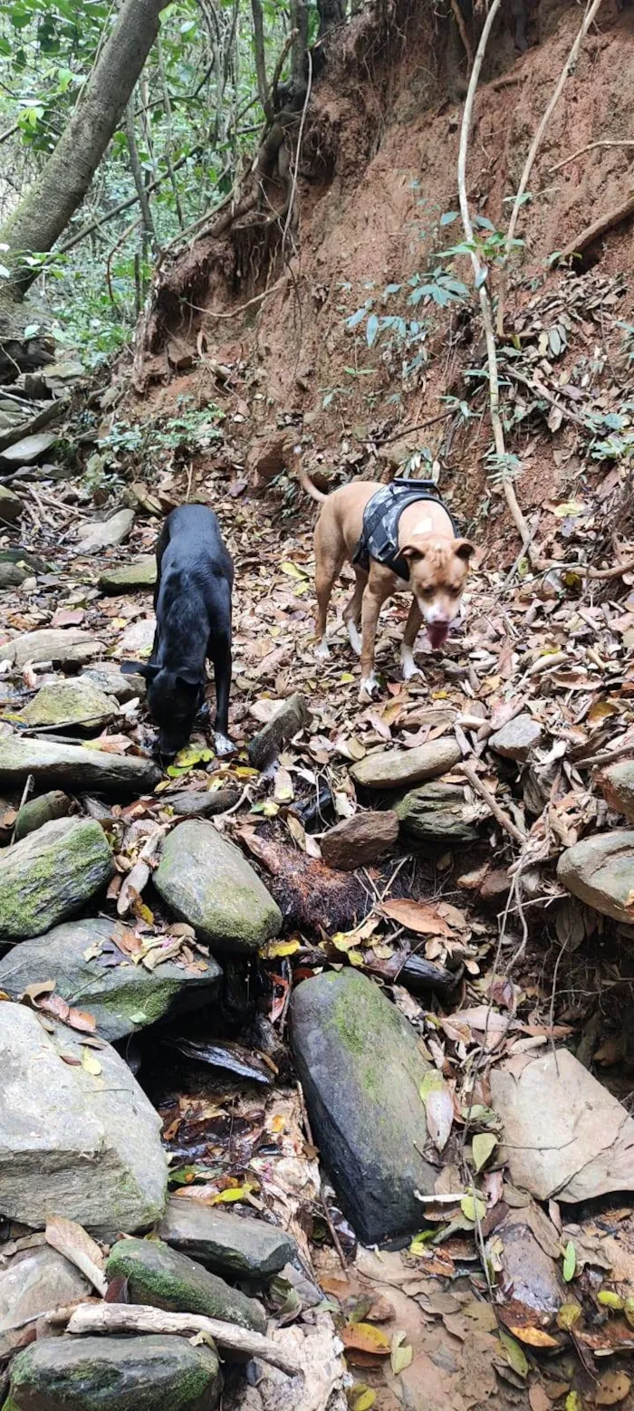 Cachorro ra a SRD-ViraLata idade 1 ano nome Rex 