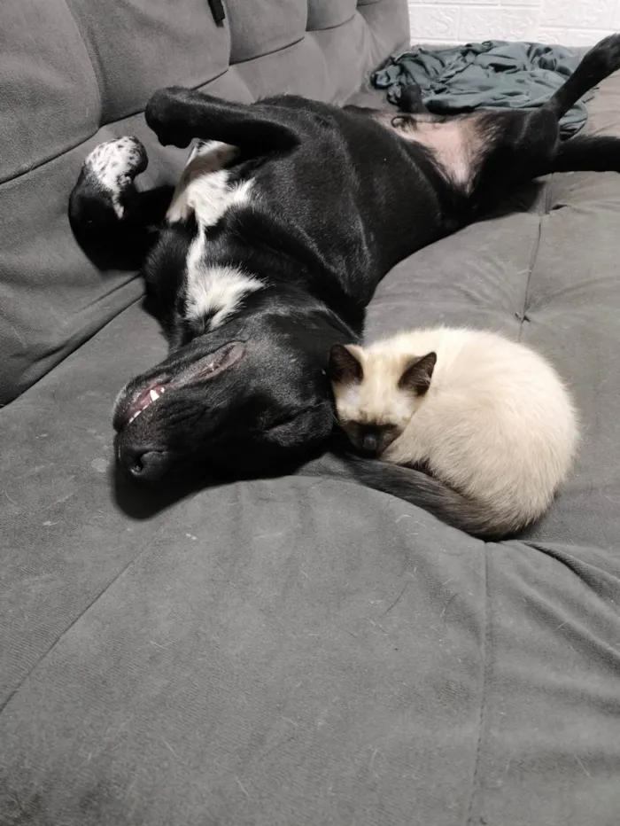 Cachorro ra a SRD-ViraLata idade 1 ano nome Rex 