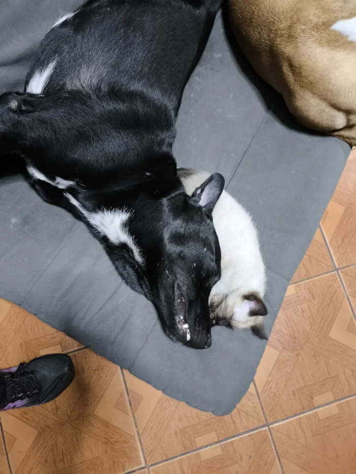 Cachorro ra a SRD-ViraLata idade 1 ano nome Rex 