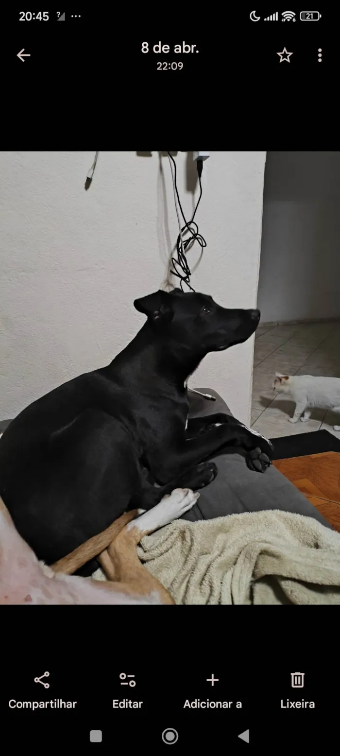 Cachorro ra a SRD-ViraLata idade 1 ano nome Rex 