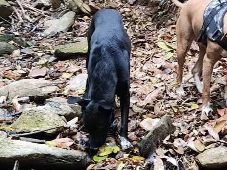 Cachorro ra a SRD-ViraLata idade 1 ano nome Rex 