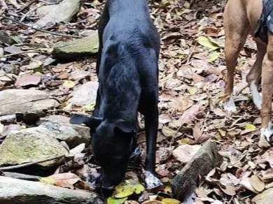 Cachorro ra a SRD-ViraLata idade 1 ano nome Rex 