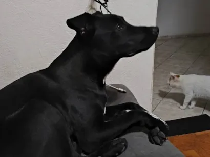 Cachorro raça SRD-ViraLata idade 1 ano nome Rex 