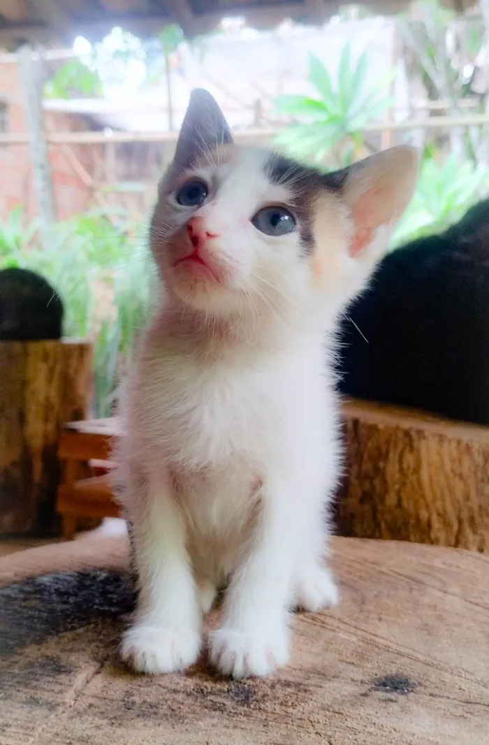 Gato ra a SRD-ViraLata idade Abaixo de 2 meses nome Sem nome