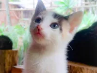 Gato raça SRD-ViraLata idade Abaixo de 2 meses nome Sem nome