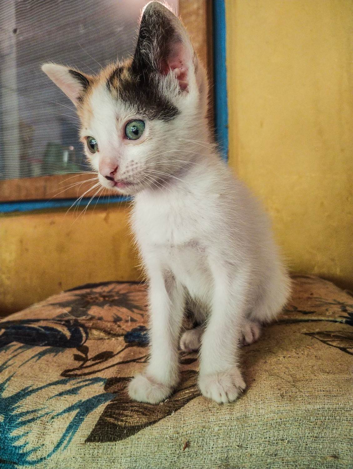 Gato ra a SRD-ViraLata idade Abaixo de 2 meses nome Sem nome