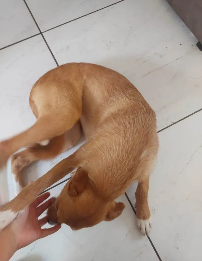 Cachorro ra a SRD-ViraLata idade 1 ano nome Zoe