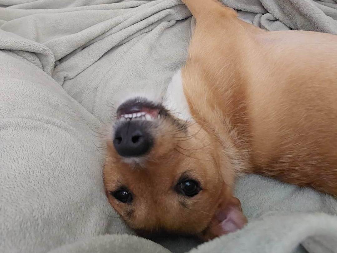 Cachorro ra a SRD-ViraLata idade 1 ano nome Zoe