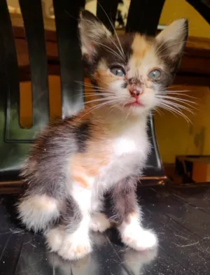 Gato ra a SRD-ViraLata idade Abaixo de 2 meses nome Sem nome