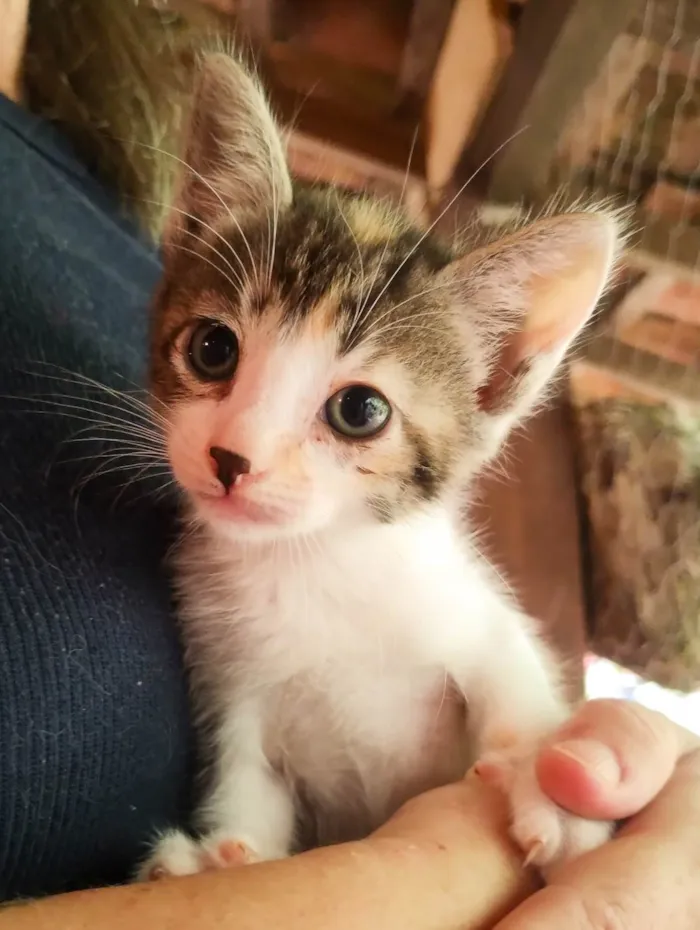 Gato ra a SRD-ViraLata idade Abaixo de 2 meses nome Sem nome 