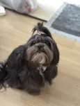 Cachorro raça Lhasa Apso idade 3 anos nome Teodora