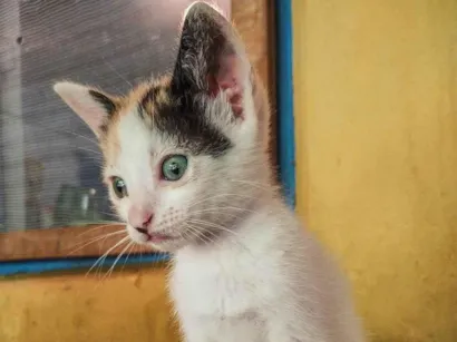 Gato ra a SRD-ViraLata idade Abaixo de 2 meses nome Sem nome