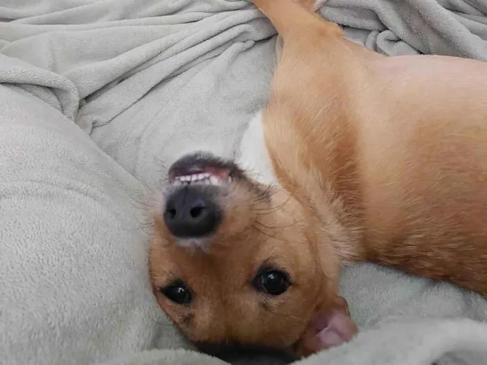 Cachorro ra a SRD-ViraLata idade 1 ano nome Zoe