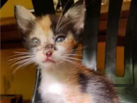 Gato raça SRD-ViraLata idade Abaixo de 2 meses nome Sem nome