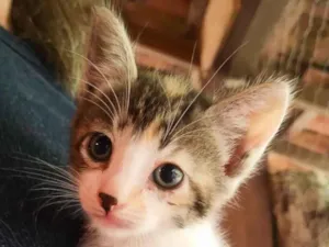 Gato ra a SRD-ViraLata idade Abaixo de 2 meses nome Sem nome 