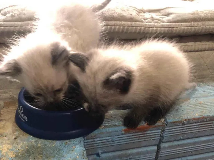 Gato ra a SRD-ViraLata idade Abaixo de 2 meses nome Mufasa 