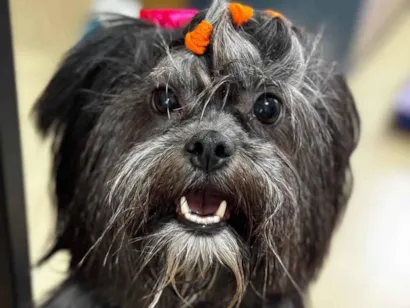 Cachorro raça Lhasa Apso idade 3 anos nome Teodora