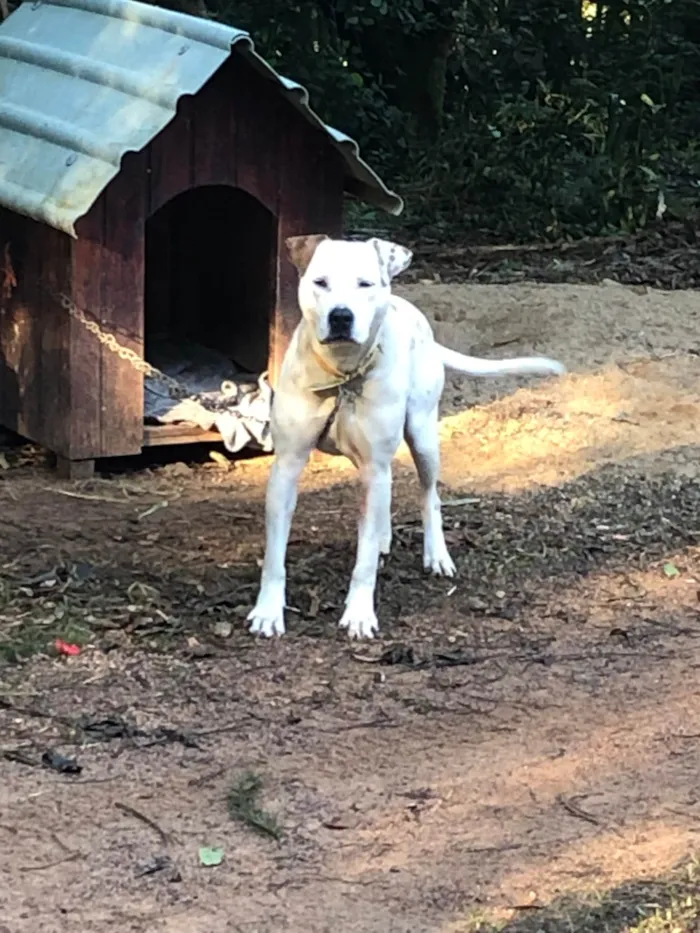 Cachorro ra a SRD-ViraLata idade 2 anos nome Branca