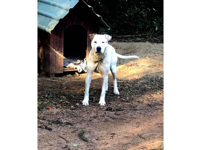 Cachorro ra a SRD-ViraLata idade 2 anos nome Branca