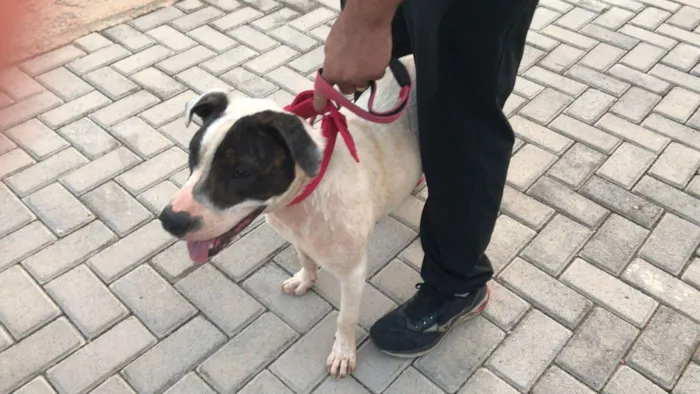 Cachorro ra a SRD-ViraLata idade 7 a 11 meses nome zara