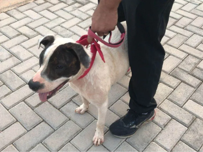 Cachorro ra a SRD-ViraLata idade 7 a 11 meses nome zara