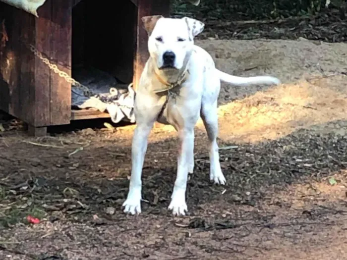 Cachorro ra a SRD-ViraLata idade 2 anos nome Branca