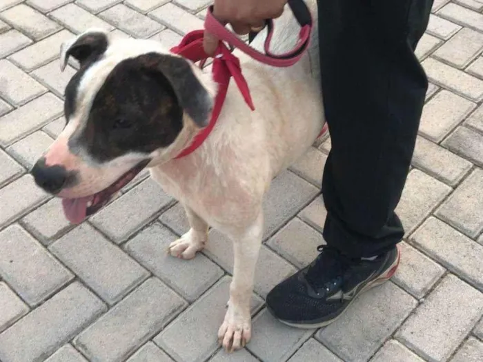 Cachorro ra a SRD-ViraLata idade 7 a 11 meses nome zara