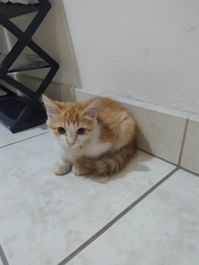 Gato ra a SRD-ViraLata idade 2 a 6 meses nome Sem nome ainda 